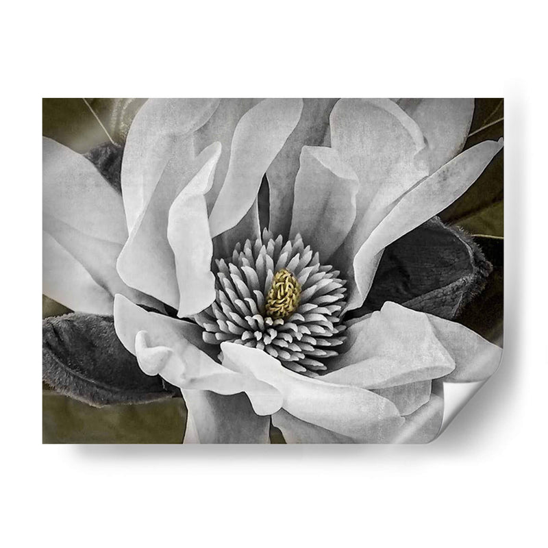 Magnolia Clásica Personalizada (Ceniza) - Rachel Perry | Cuadro decorativo de Canvas Lab