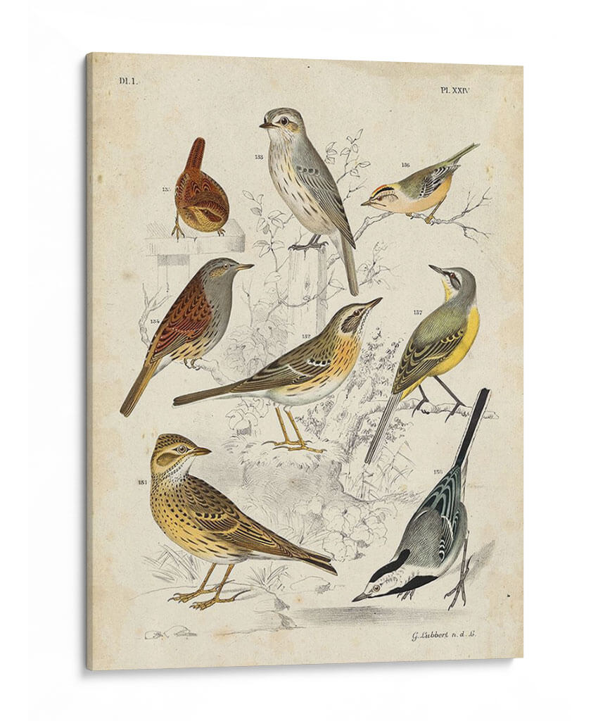Recolección Personalizada De Aves I (Ceniza) - G. Lubbert | Cuadro decorativo de Canvas Lab