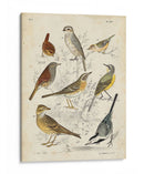 Recolección Personalizada De Aves I (Ceniza) - G. Lubbert | Cuadro decorativo de Canvas Lab