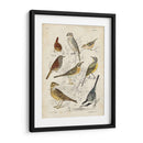 Recolección Personalizada De Aves I (Ceniza) - G. Lubbert | Cuadro decorativo de Canvas Lab