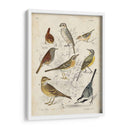 Recolección Personalizada De Aves I (Ceniza) - G. Lubbert | Cuadro decorativo de Canvas Lab