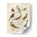 Recolección Personalizada De Aves I (Ceniza) - G. Lubbert | Cuadro decorativo de Canvas Lab