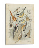 Recolección Personalizada De Aves Ii (Ash) - G. Lubbert | Cuadro decorativo de Canvas Lab