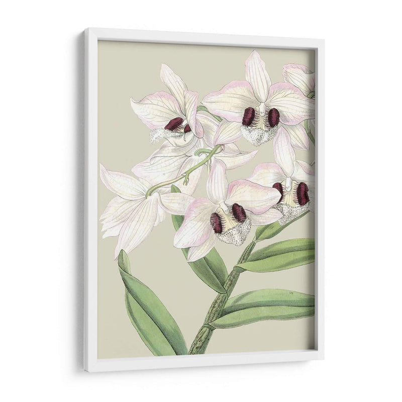 Floraciones Personalizadas De Orchid Ii (Ash) - Vision Studio | Cuadro decorativo de Canvas Lab