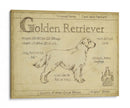 Antiguo Retriever De Oro (Ceniza) - Ethan Harper | Cuadro decorativo de Canvas Lab
