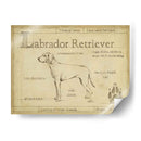 Antiguo Labrador Retriever (Ash) - Ethan Harper | Cuadro decorativo de Canvas Lab