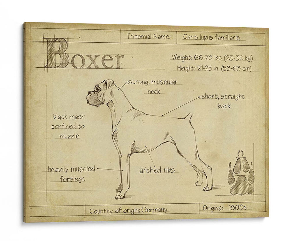 Boxeador Antiguo (Ceniza) - Ethan Harper | Cuadro decorativo de Canvas Lab