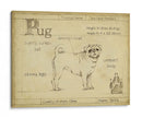 Pug Antiguo (Ceniza) - Ethan Harper | Cuadro decorativo de Canvas Lab