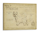 Antiguo Westie (Ash) - Ethan Harper | Cuadro decorativo de Canvas Lab
