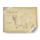 Antiguo Westie (Ash) - Ethan Harper | Cuadro decorativo de Canvas Lab