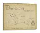 Antiguo Dachsund (Ash) - Ethan Harper | Cuadro decorativo de Canvas Lab