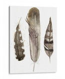 Plumas De Terrenales Personalizadas Ii (Ash) - Alicia Ludwig | Cuadro decorativo de Canvas Lab