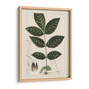 Hojas De Silva Personalizadas I (Ash) - John Silva | Cuadro decorativo de Canvas Lab