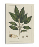 Hojas De Silva Personalizadas Iv (Ash) - John Silva | Cuadro decorativo de Canvas Lab