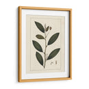 Hojas De Silva Personalizada V (Ash) - John Silva | Cuadro decorativo de Canvas Lab