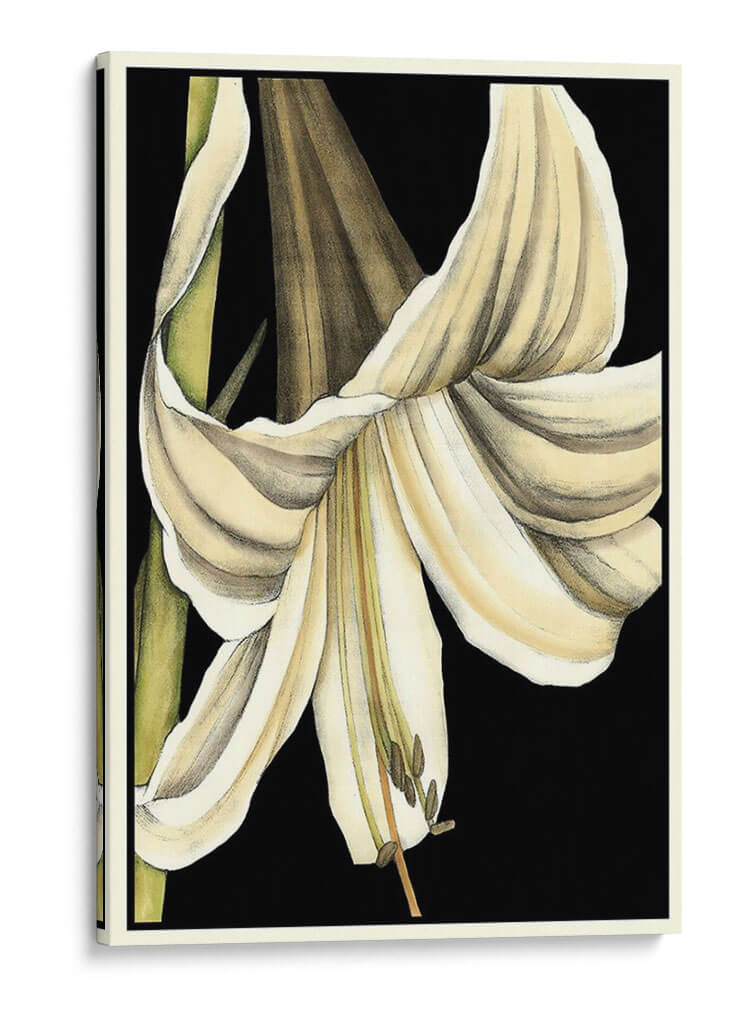 Gráfico Lily Iv - Jennifer Goldberger | Cuadro decorativo de Canvas Lab