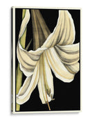 Gráfico Lily Iv - Jennifer Goldberger | Cuadro decorativo de Canvas Lab