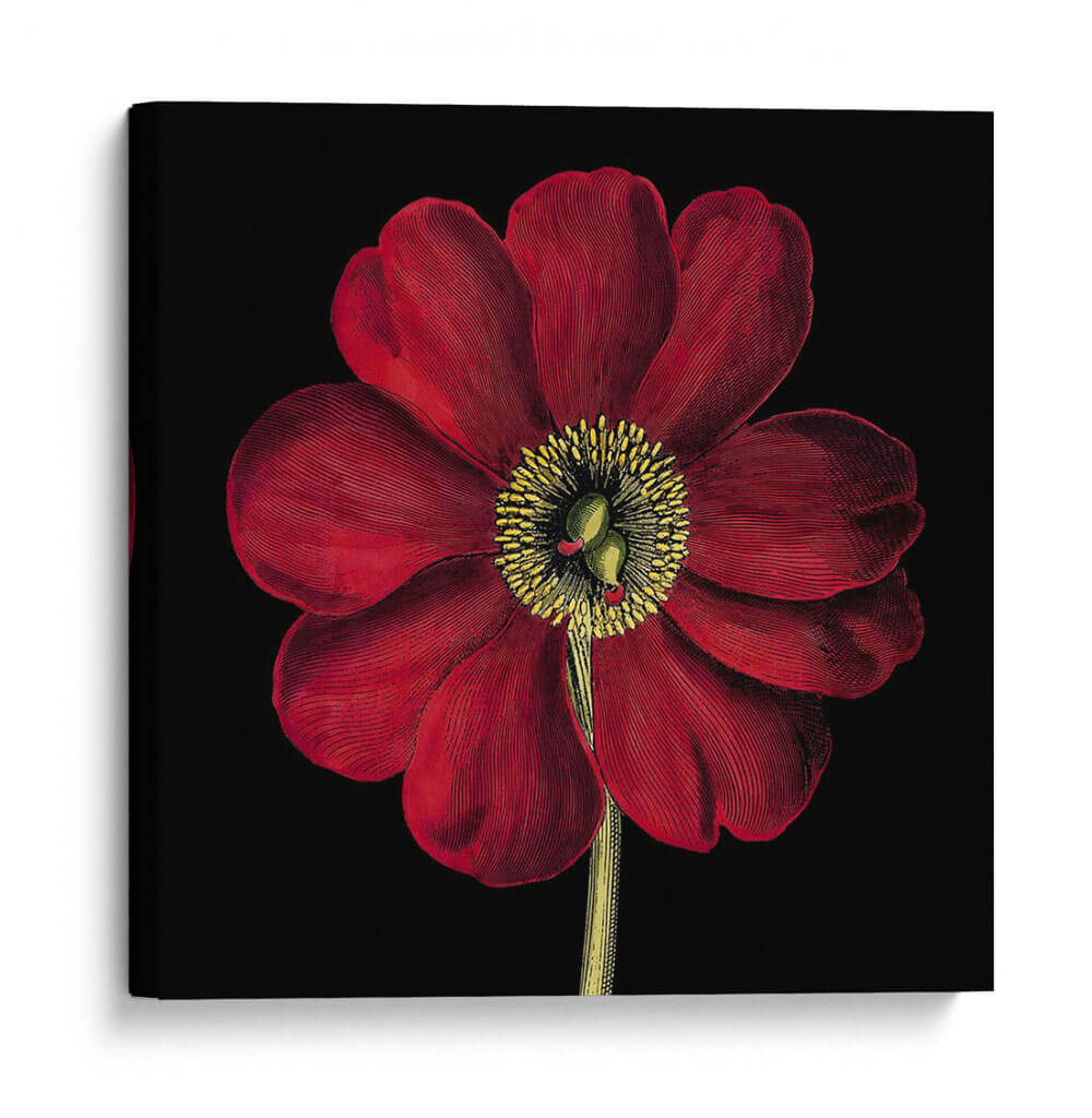 Floraciones Dramáticas I - Vision Studio | Cuadro decorativo de Canvas Lab