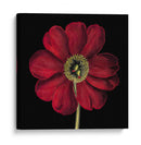 Floraciones Dramáticas I - Vision Studio | Cuadro decorativo de Canvas Lab