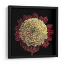 Floraciones Dramáticas Ii - Vision Studio | Cuadro decorativo de Canvas Lab