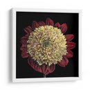 Floraciones Dramáticas Ii - Vision Studio | Cuadro decorativo de Canvas Lab