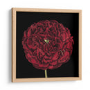 Floraciones Dramáticas Iii - Vision Studio | Cuadro decorativo de Canvas Lab