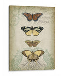 Cartuche Y Mariposas I - Jennifer Goldberger | Cuadro decorativo de Canvas Lab