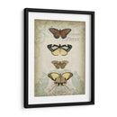 Cartuche Y Mariposas I - Jennifer Goldberger | Cuadro decorativo de Canvas Lab