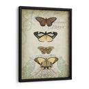Cartuche Y Mariposas I - Jennifer Goldberger | Cuadro decorativo de Canvas Lab