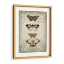 Cartuche Y Mariposas I - Jennifer Goldberger | Cuadro decorativo de Canvas Lab