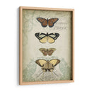 Cartuche Y Mariposas I - Jennifer Goldberger | Cuadro decorativo de Canvas Lab