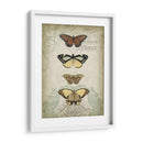 Cartuche Y Mariposas I - Jennifer Goldberger | Cuadro decorativo de Canvas Lab