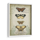 Cartuche Y Mariposas I - Jennifer Goldberger | Cuadro decorativo de Canvas Lab