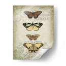 Cartuche Y Mariposas I - Jennifer Goldberger | Cuadro decorativo de Canvas Lab