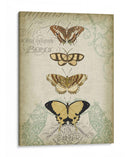 Cartouche Y Mariposas Ii - Jennifer Goldberger | Cuadro decorativo de Canvas Lab