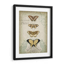 Cartouche Y Mariposas Ii - Jennifer Goldberger | Cuadro decorativo de Canvas Lab