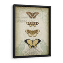 Cartouche Y Mariposas Ii - Jennifer Goldberger | Cuadro decorativo de Canvas Lab