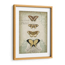 Cartouche Y Mariposas Ii - Jennifer Goldberger | Cuadro decorativo de Canvas Lab