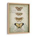 Cartouche Y Mariposas Ii - Jennifer Goldberger | Cuadro decorativo de Canvas Lab