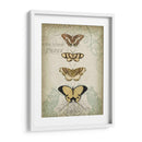 Cartouche Y Mariposas Ii - Jennifer Goldberger | Cuadro decorativo de Canvas Lab