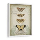 Cartouche Y Mariposas Ii - Jennifer Goldberger | Cuadro decorativo de Canvas Lab
