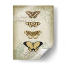 Cartouche Y Mariposas Ii - Jennifer Goldberger | Cuadro decorativo de Canvas Lab