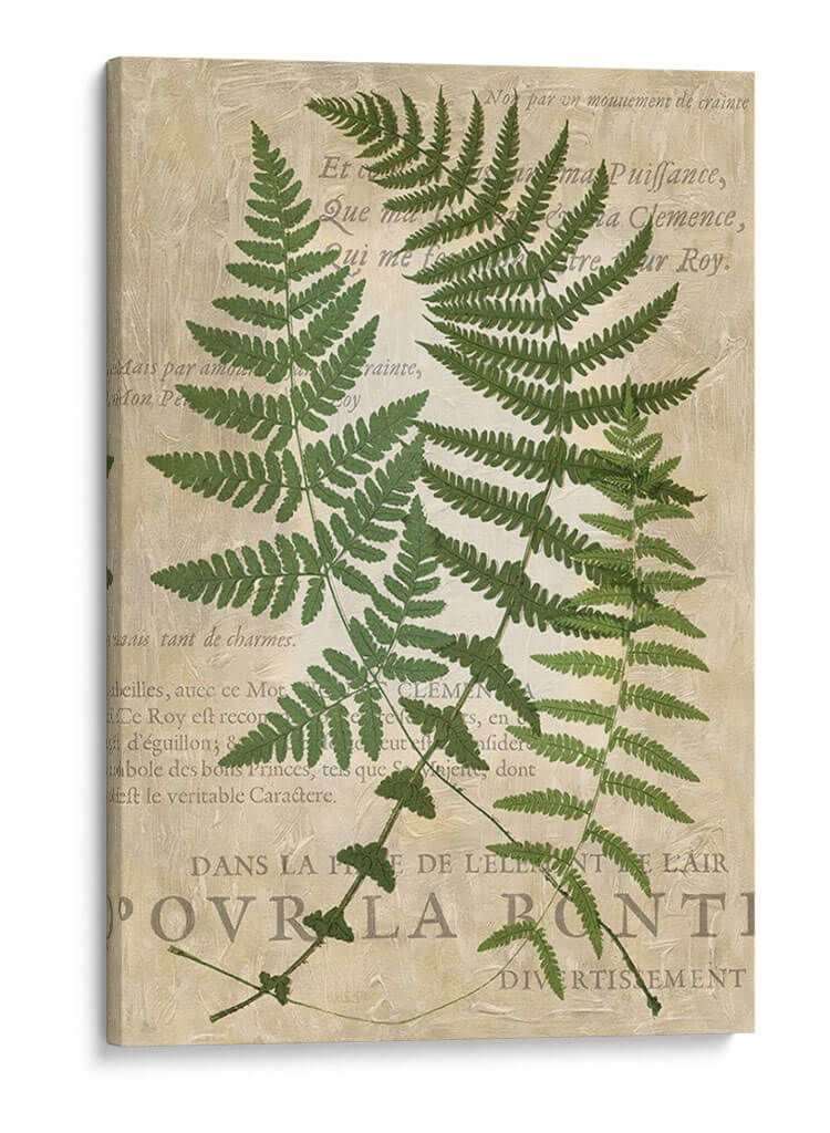 Fern Folio I - Vision Studio | Cuadro decorativo de Canvas Lab