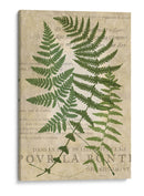 Fern Folio I - Vision Studio | Cuadro decorativo de Canvas Lab