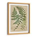 Fern Folio I - Vision Studio | Cuadro decorativo de Canvas Lab