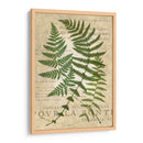 Fern Folio I - Vision Studio | Cuadro decorativo de Canvas Lab