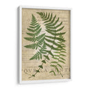 Fern Folio I - Vision Studio | Cuadro decorativo de Canvas Lab