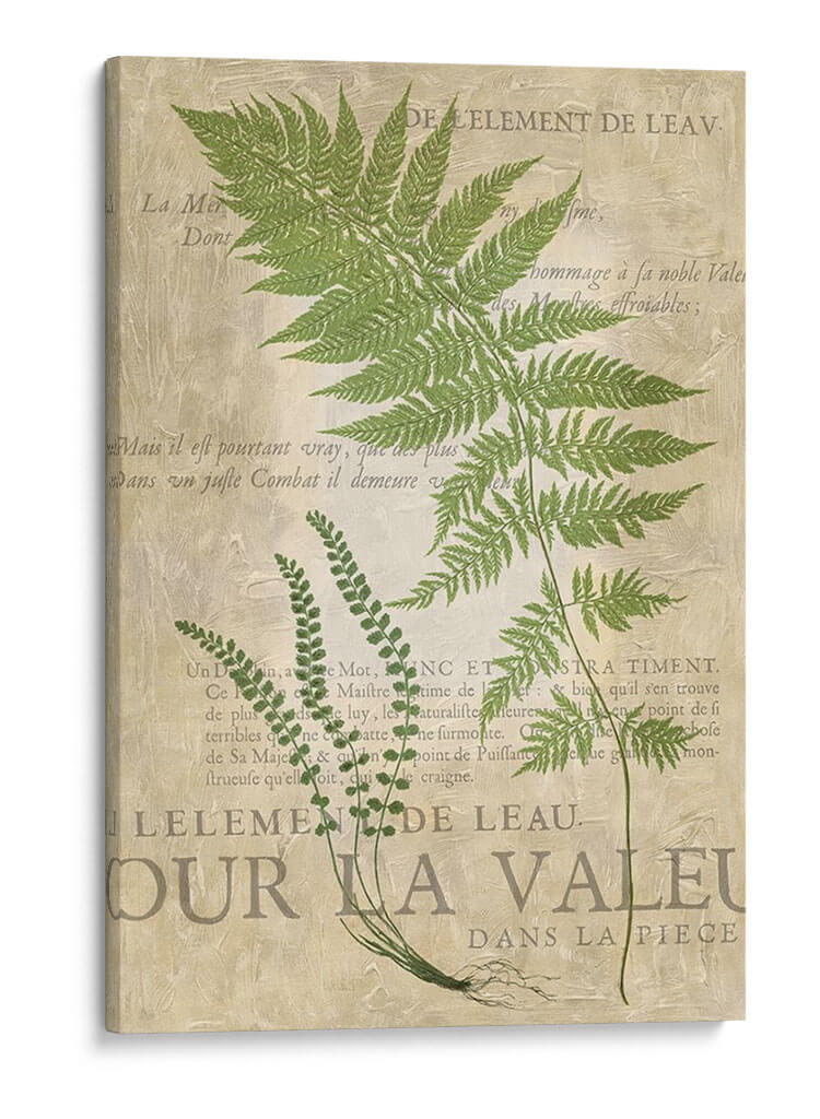 Fern Folio Ii - Vision Studio | Cuadro decorativo de Canvas Lab