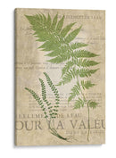Fern Folio Ii - Vision Studio | Cuadro decorativo de Canvas Lab