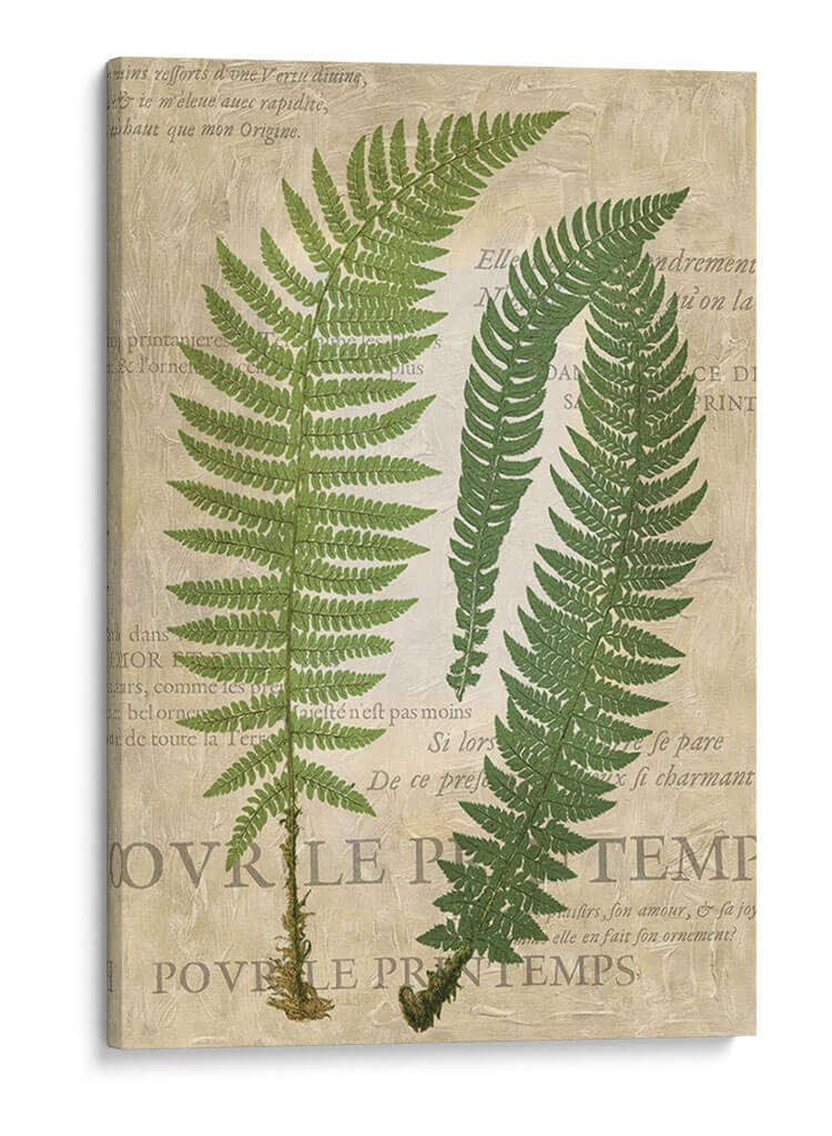Fern Folio Iii - Vision Studio | Cuadro decorativo de Canvas Lab